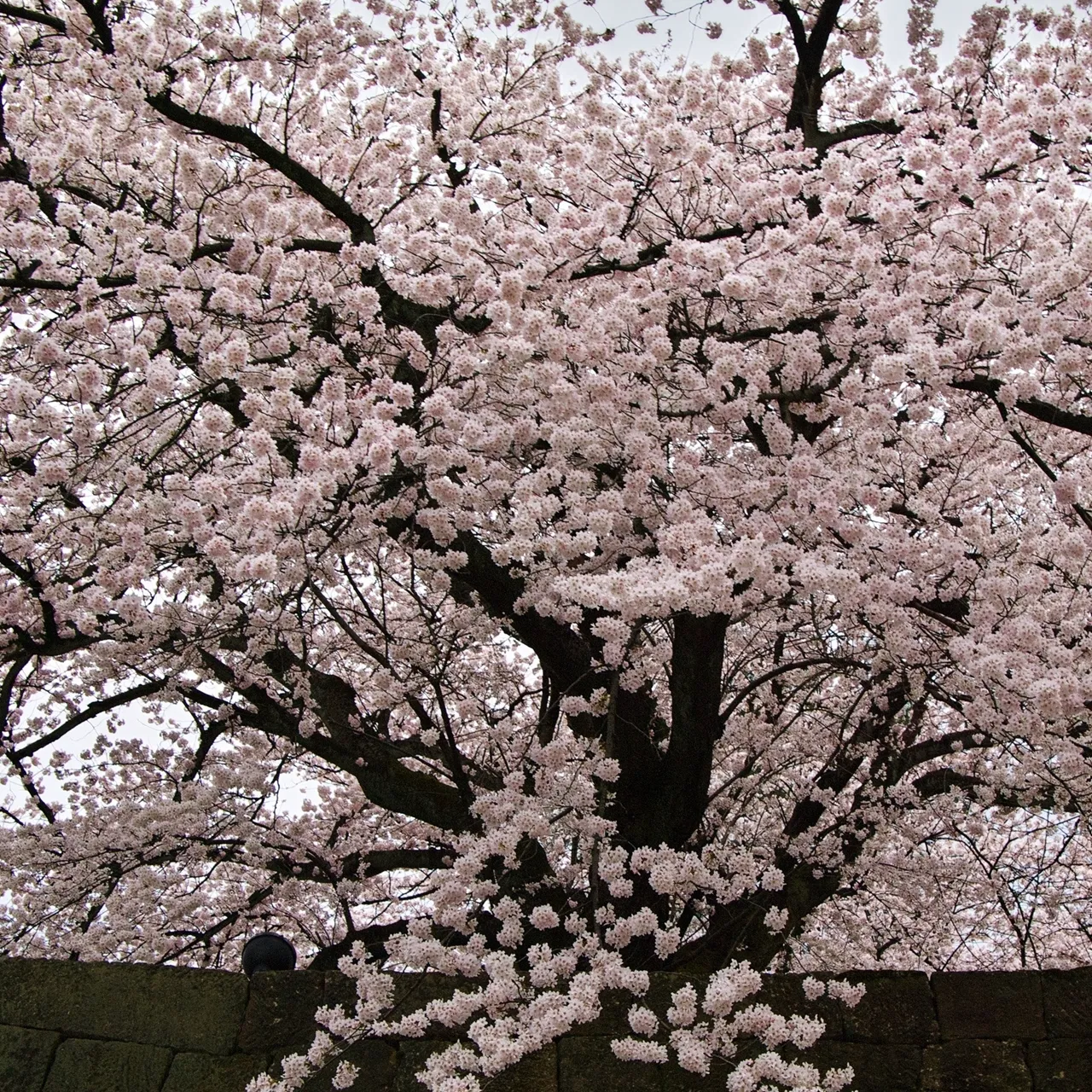 福井観光の締めくくりに味わう、<br />
福井の旬と職人の技