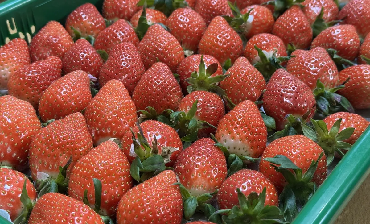 旬の野菜や山菜